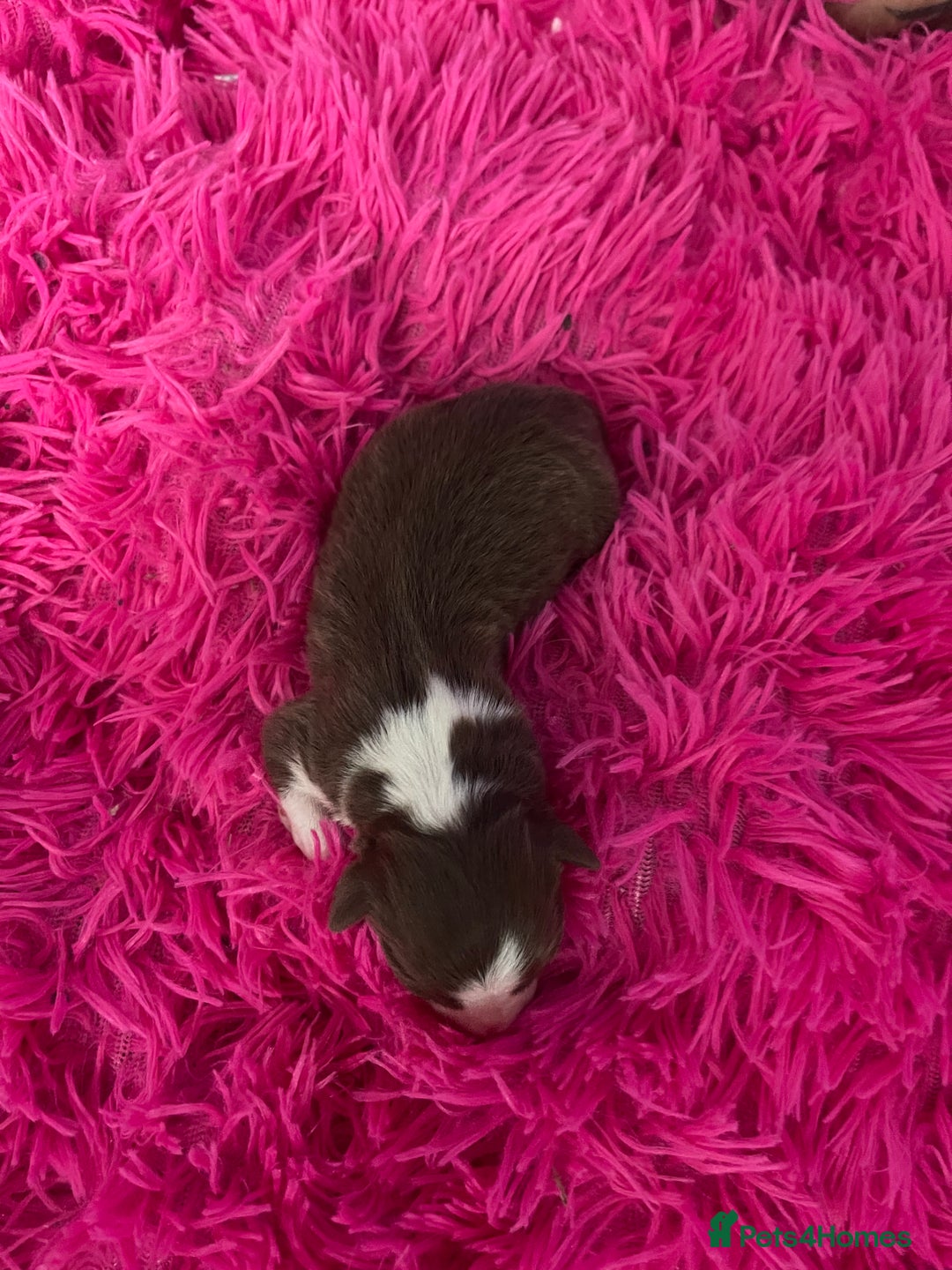 Australian Shepherd dogs for sale: Beautiful Australian Shepherd KC registration🥰 - Image 4