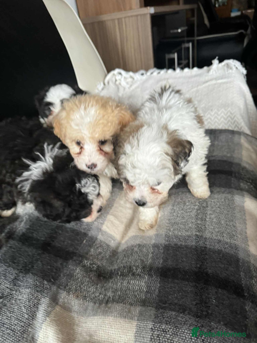 Mixed Breed dogs for sale: Bichon Maltese mix  - Advert 7