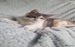 Maine Coon cats for sale: Adorable Maine Coon Kittens for Sale - Image 1