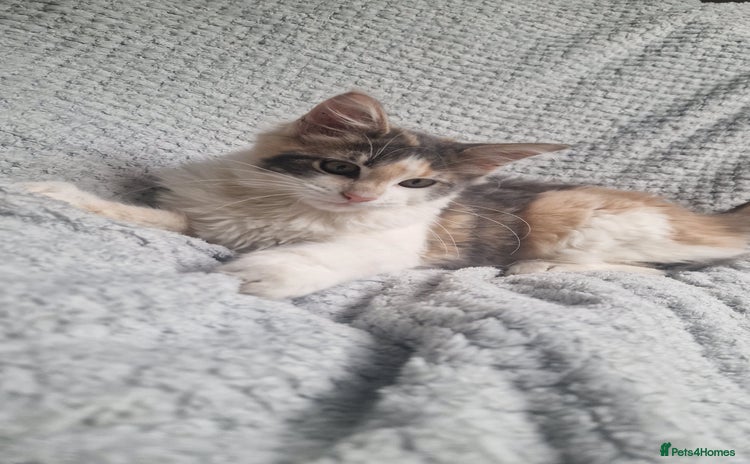 Maine Coon cats - Advert 6