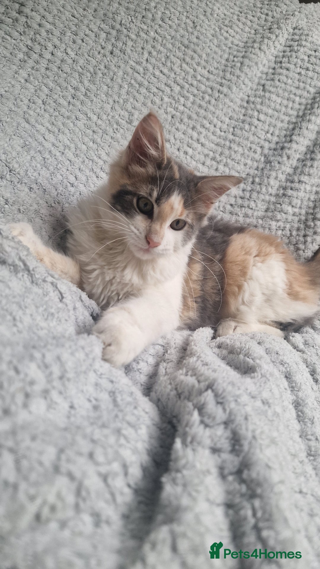 Maine Coon cats for sale: Adorable Maine Coon Kittens for Sale - Image 1