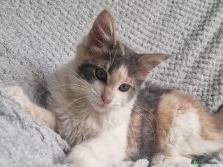 Maine Coon cats for sale - Advert 1