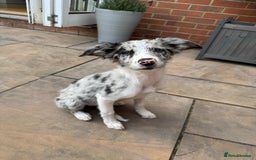 Border Collie dogs for sale: Border Collie puppy looking 4 loving forever home in Southampton - Image 2