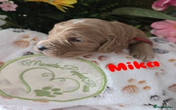 Cavapoo dogs for sale: Cavapoo F1B pups licensed Breeder/health tested  - Image 34