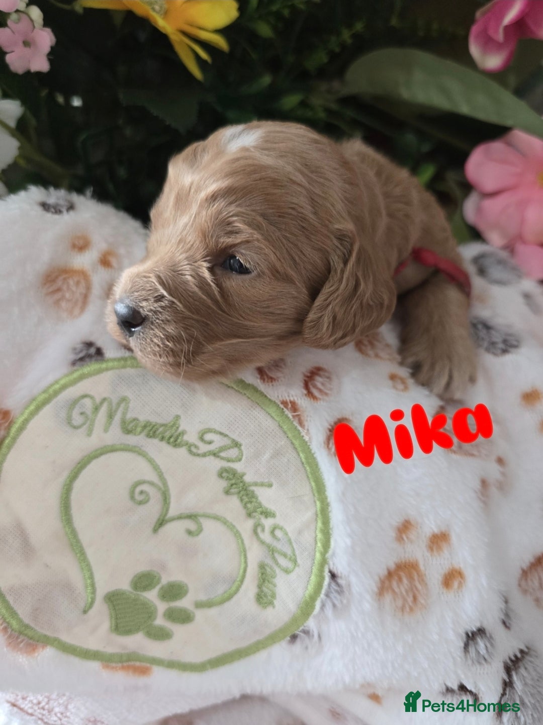 Cavapoo dogs for sale: Cavapoo F1B pups licensed Breeder/health tested  - Image 34