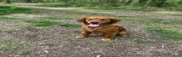 Golden Retriever dogs for sale: Beautiful Golden Retriever  - Advert 3