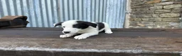 Border Collie dogs for sale: Stunning red / blue / black & white pups - Advert 12