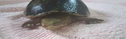Turtle reptiles for sale: Healthy Pet Musk Turtle.Available with Full Setup. in Nottingham - Advert 10