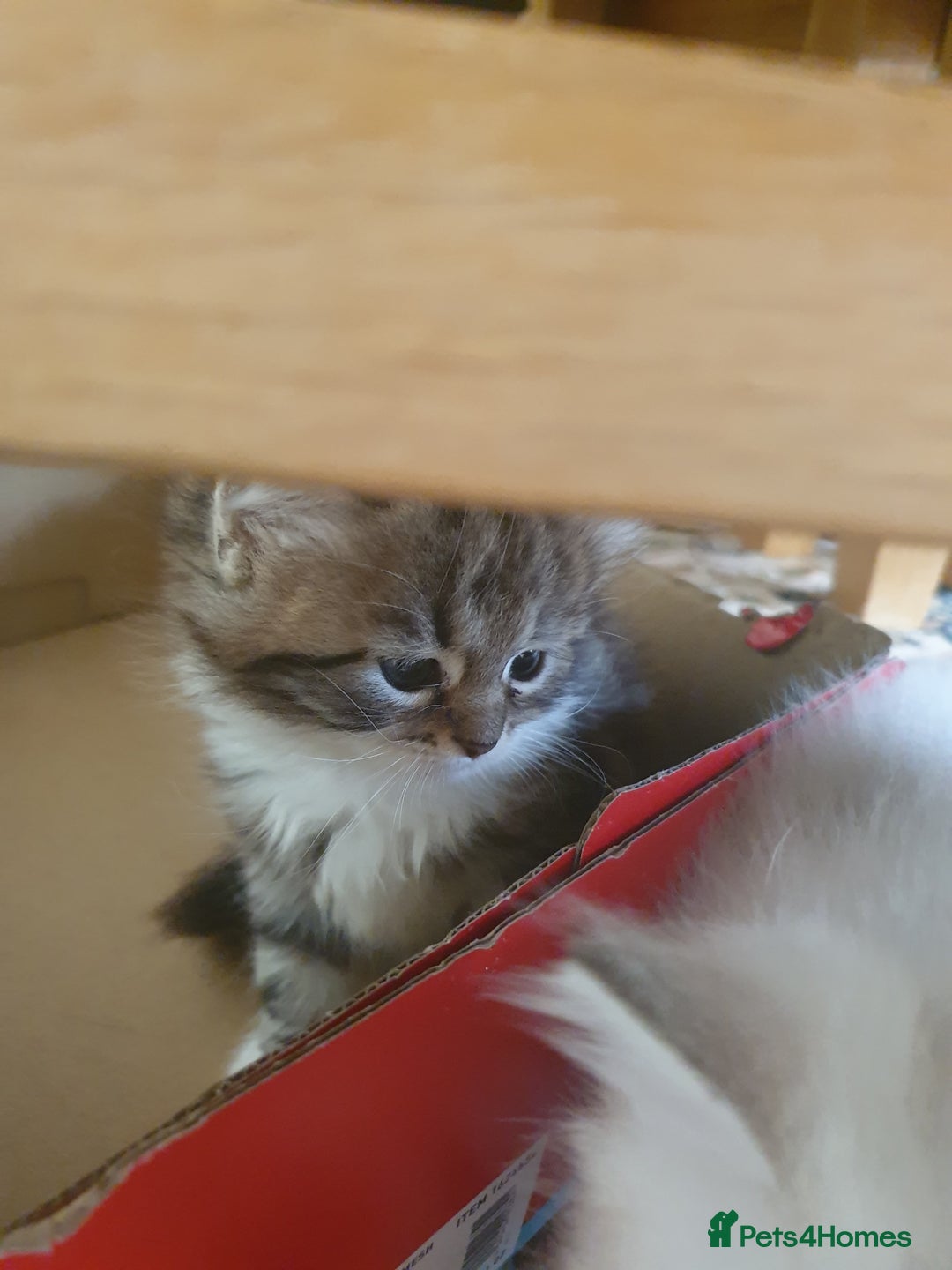 Siberian cats for sale: Pure gorgeous Siberian Kittens, Hypoallergenic - Image 18