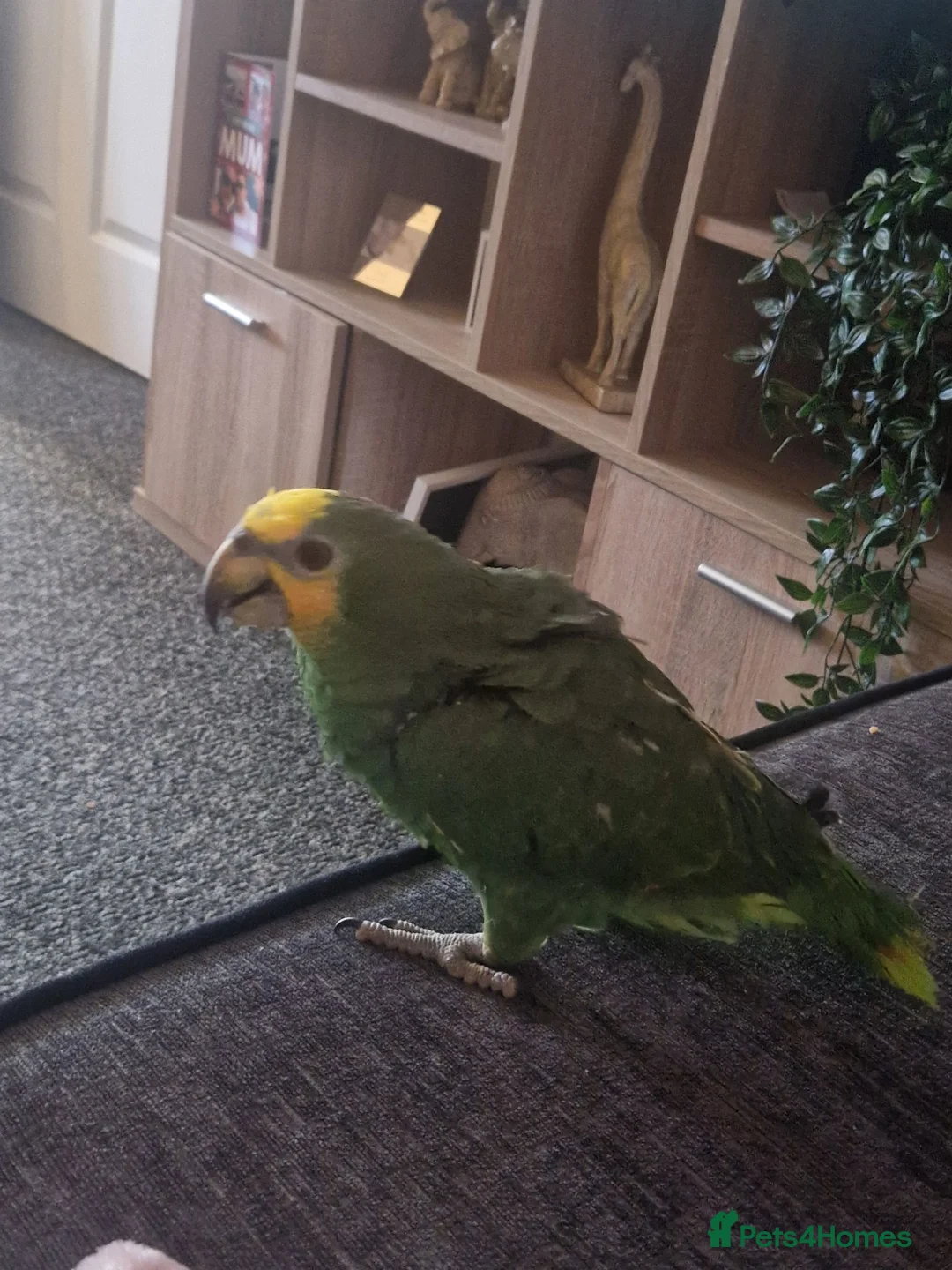 Parrots birds for sale: Amazon Parrot  in Tipton - Advert 4
