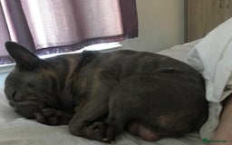 French Bulldog dogs for sale: French bull dog  - Image 3