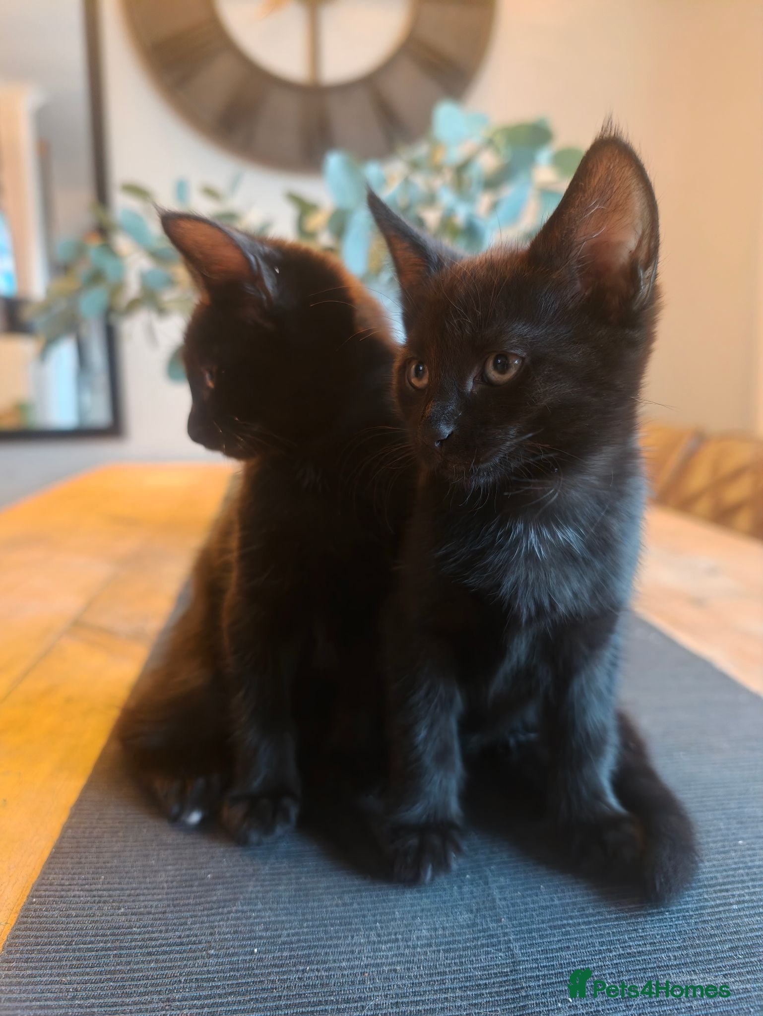 Mixed Breed cats Beautiful Mixed Maine Coon Kittens. - Advert 1
