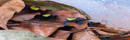 Frog reptiles for sale: Dendrobate Tinctorius "French Guyana" - Advert 4
