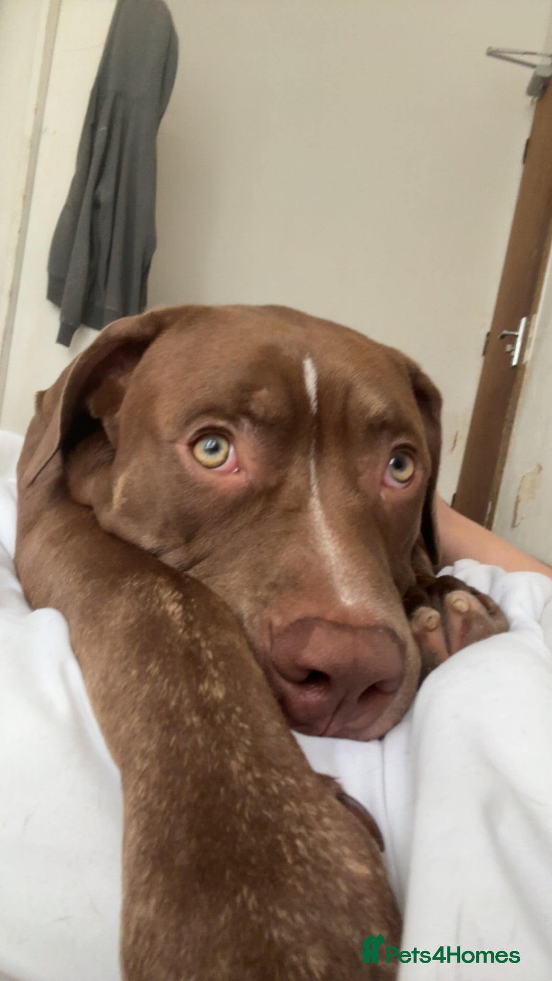 Mixed Breed dogs for sale: Male for rehoming  - Image 2