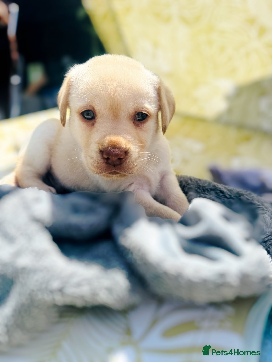 Labrador Retriever dogs for sale: Chunky Chocolate and white Labrador pups in Plymouth - Image 28