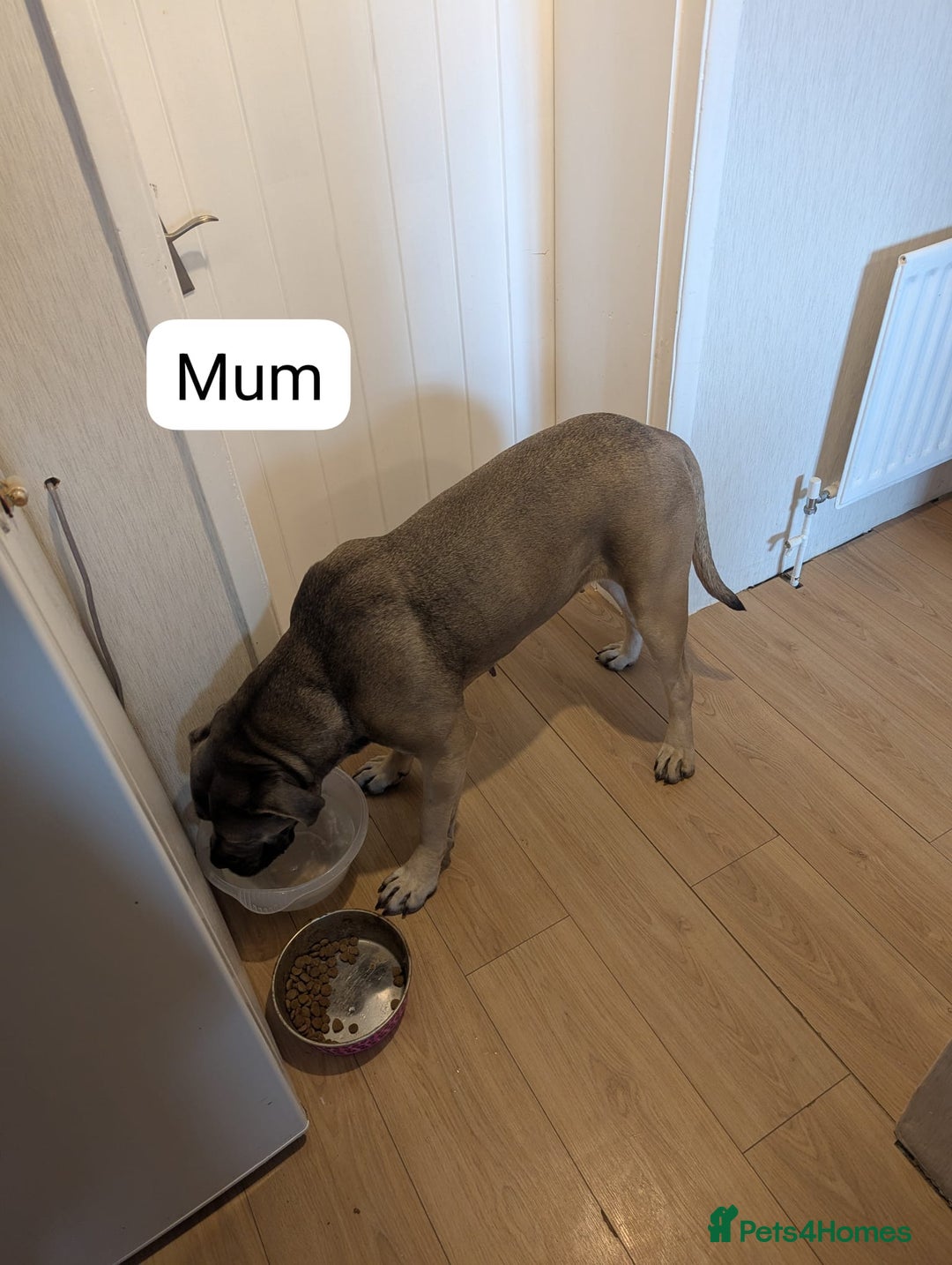 Cane Corso dogs for sale: Purebred champion bloodline cane corso puppies - Image 15