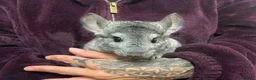 Chinchilla rodents for sale: Adorable female chinchilla kits - dorset  - Advert 3