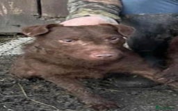 Patterdale Terrier dogs for stud: Chocolate patterdale in Stockport - Image 5