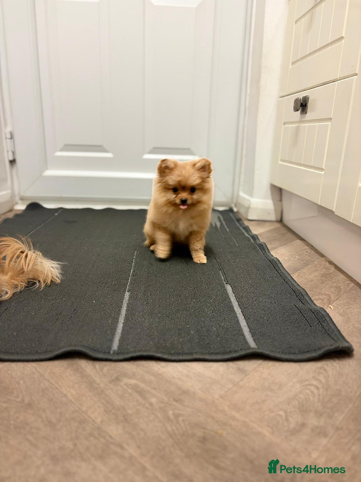 Pomeranian dogs Pomeranian - Advert 1