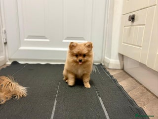 Pomeranian dogs Pomeranian - Advert 1