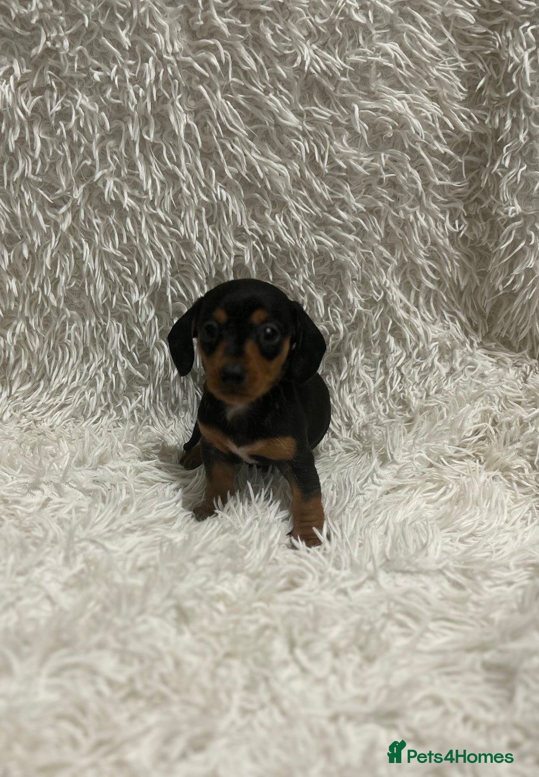 Miniature Dachshund dogs for sale: 1 boy left Ready to leave  - Advert 6
