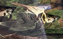 Angelfish fish for sale: Silver longfin pinoy angelfish.  - Image 2