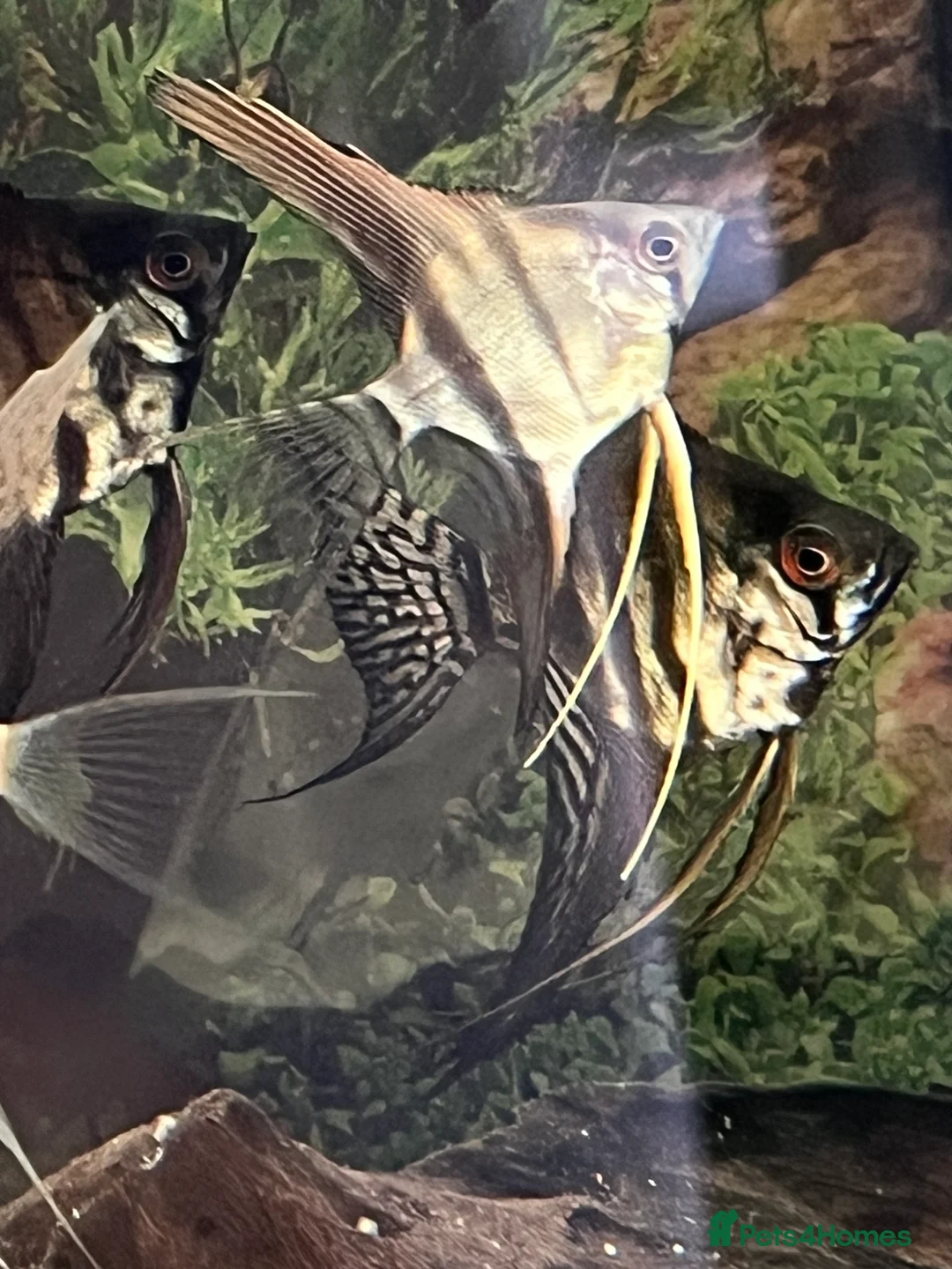 Angelfish fish for sale: Silver longfin pinoy angelfish.  - Advert 2