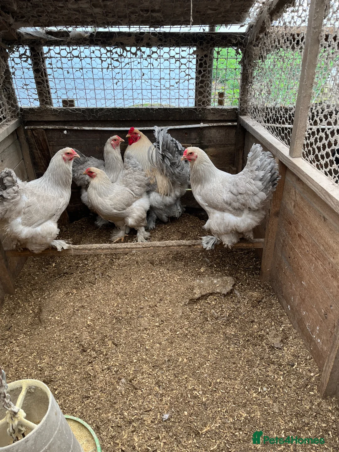 Chickens poultry for sale: Isabella Brama Hatching Eggs  - Advert 1