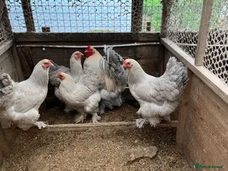 Chickens poultry Isabella Brama Hatching Eggs - Advert 1