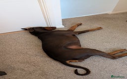 Dobermann dogs for sale: Female doberman for sale  - Image 1