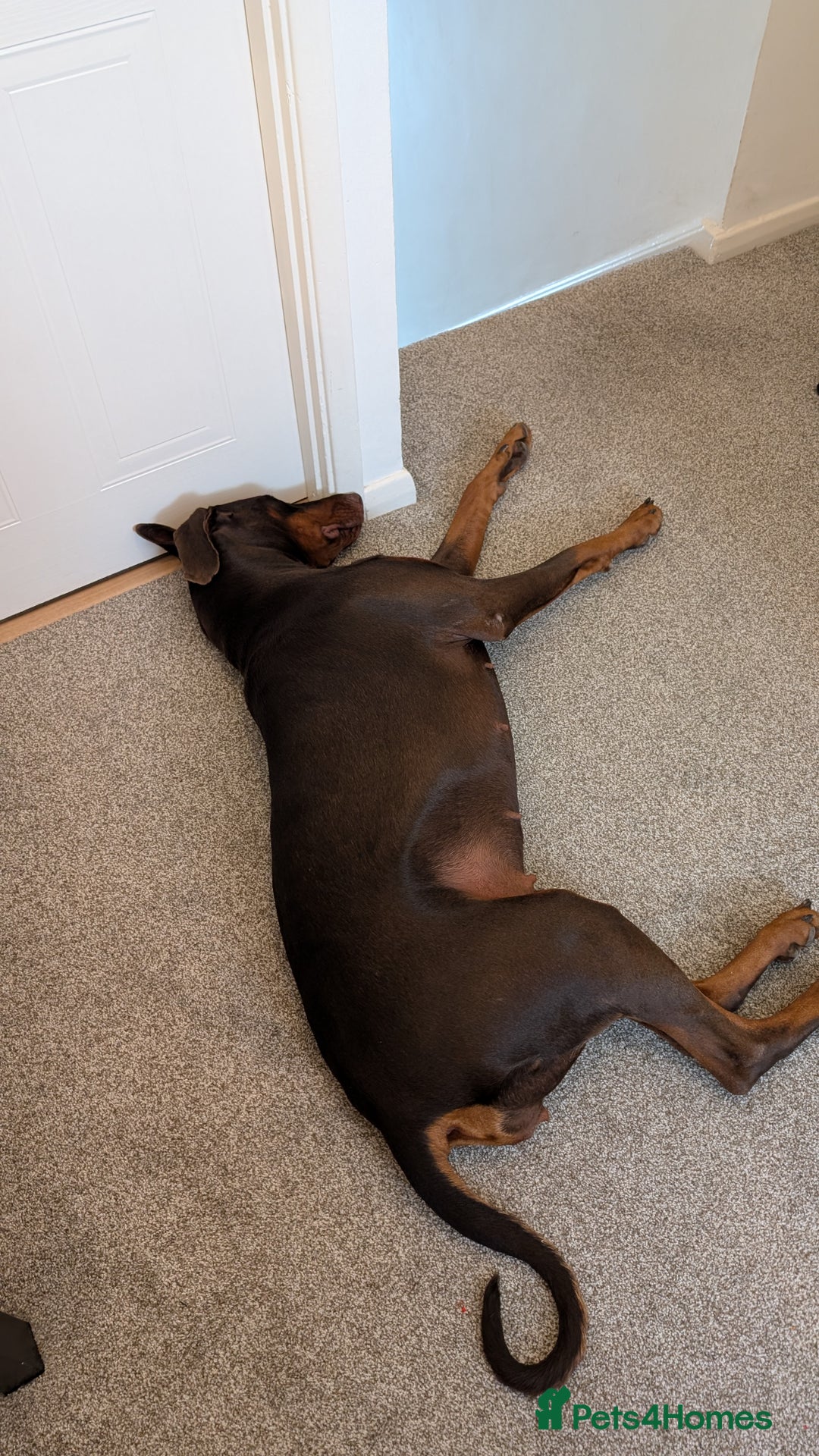 Dobermann dogs for sale: Female doberman for sale  - Image 1