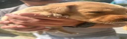 Labrador Retriever dogs for sale: READY NOW one gorgeous girl left!  - Advert 16