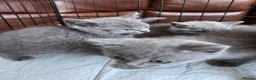 British Shorthair cats for sale: British short hair kittens - Advert 8