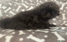 Shih Tzu dogs for sale: KC Imperial Dark non fade Chocolate Boy Available - Image 4