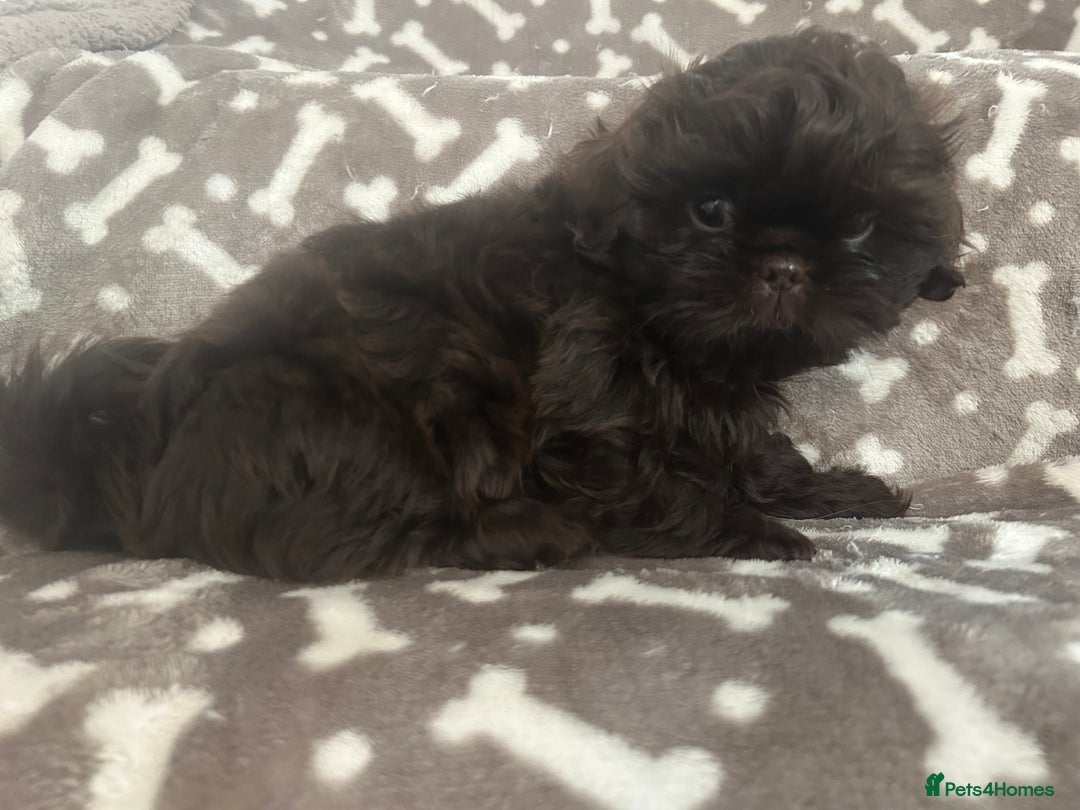 Shih Tzu dogs for sale: KC Imperial Dark non fade Chocolate Boy Available - Image 4