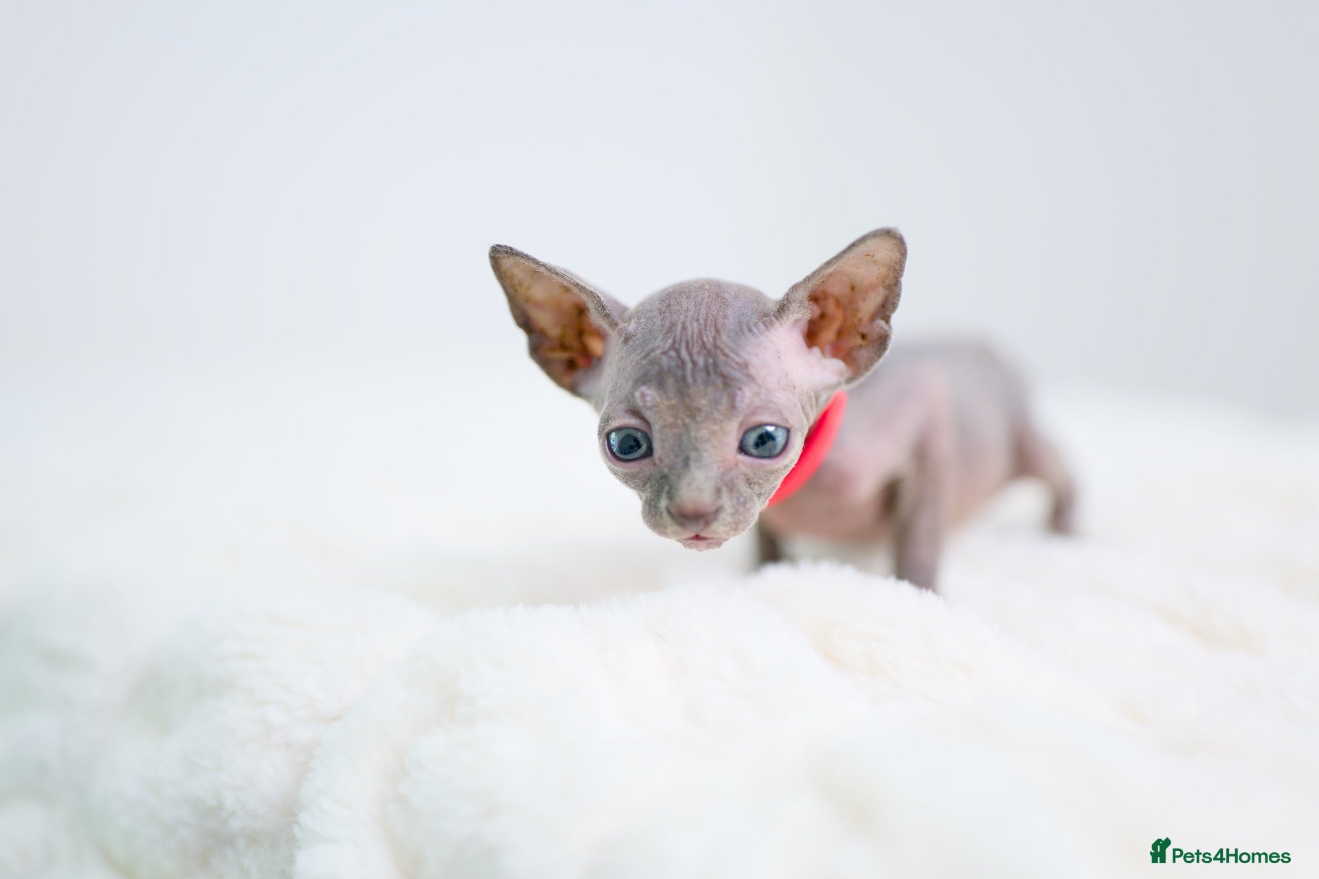 Sphynx cats Lovely Sphynx Kittens available - Advert 2