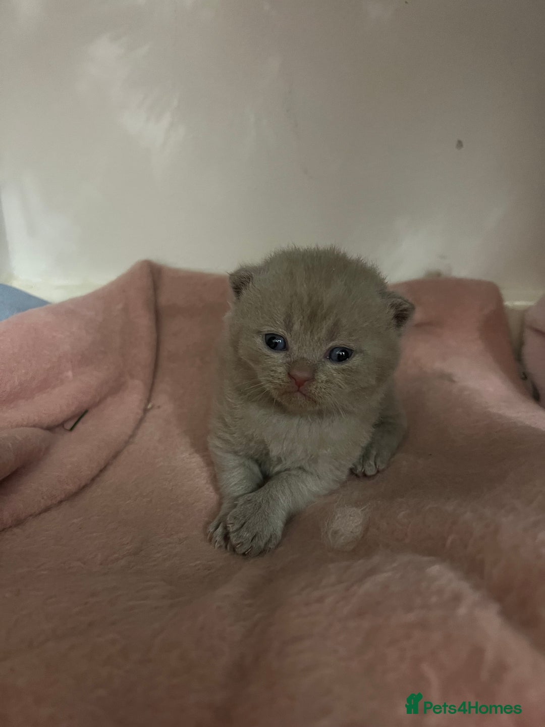 Scottish Fold cats for sale: Scottish fold and Scottish straight kittens!  - Advert 4