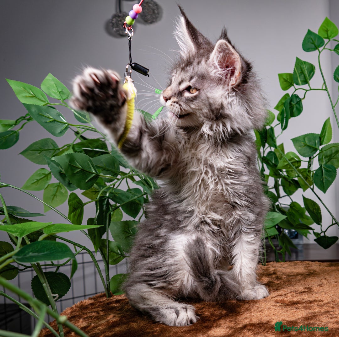 Maine Coon cats for sale: 8 STUNNING PEDIGREE TICA REG MAINE COON KITTENS - Advert 9