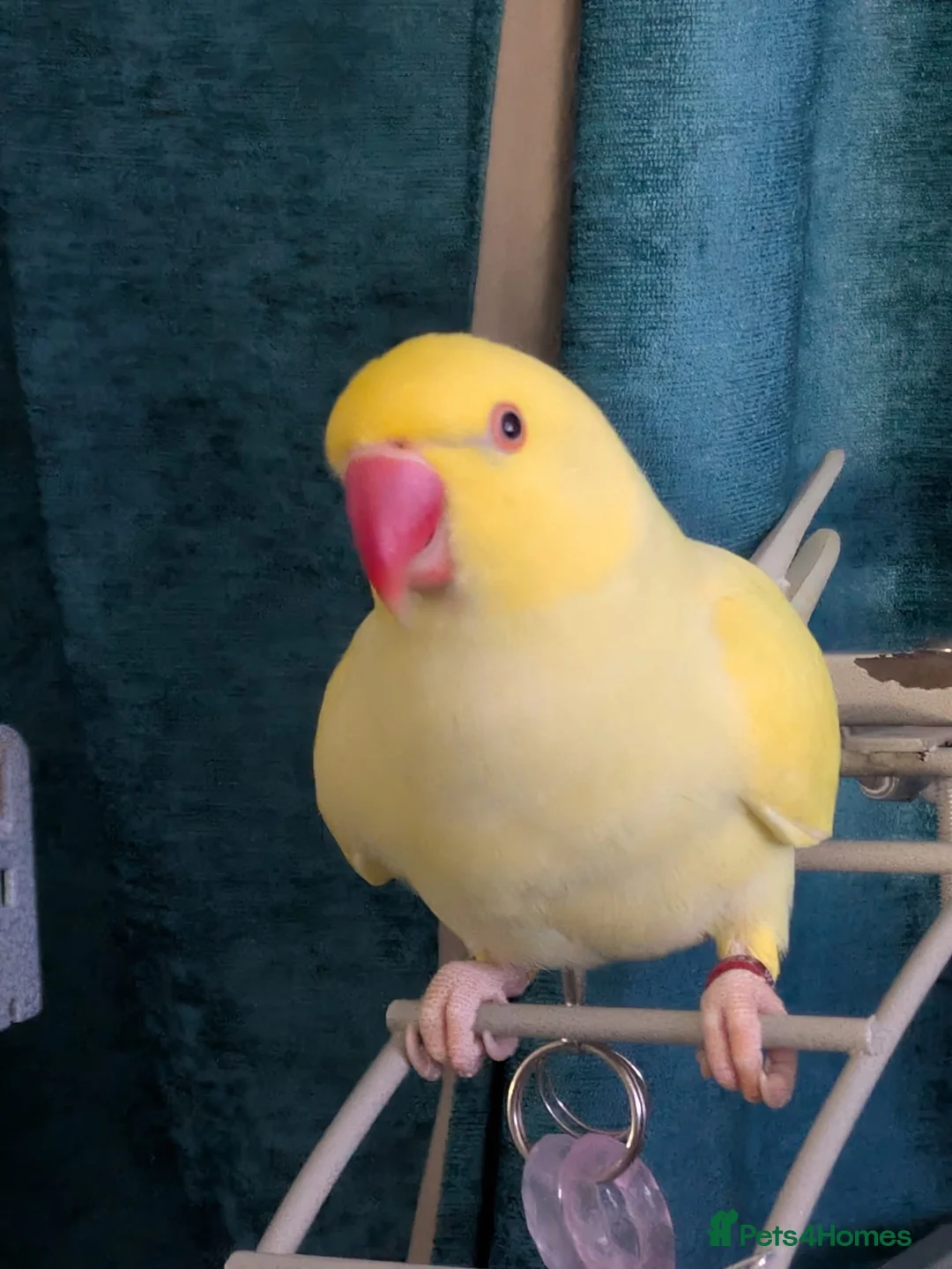 Ringnecks birds for sale: Female Lutino Indian Ringneck  in Abergele - Advert 1