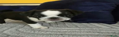 Pug 2