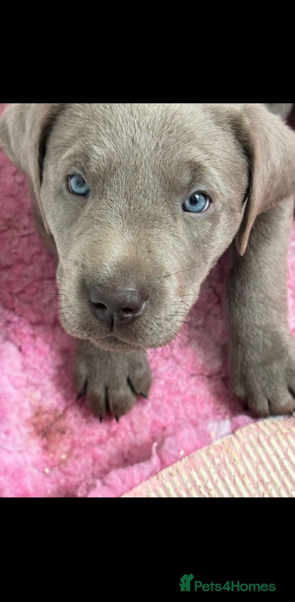 Labrador Retriever dogs Gorgeous Silver Labrador Puppies For Sale! - Advert 1