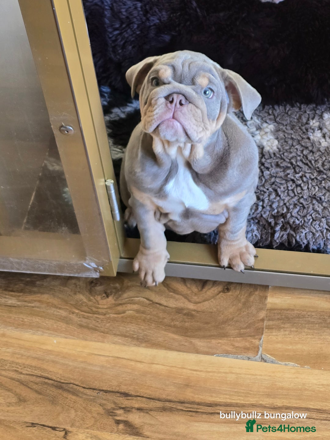 English Bulldog dogs for sale: Lilac & tan full suit - Advert 7