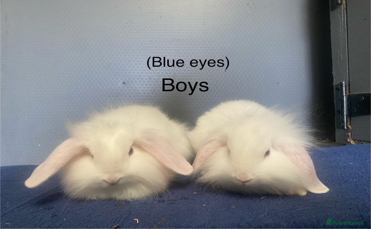Lionhead rabbits - Advert 4
