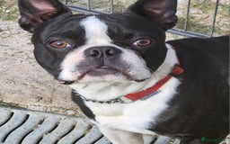 Boston Terrier dogs for stud: Stunning Proven KC Boston Terrier stud dog in Leeds - Image 6