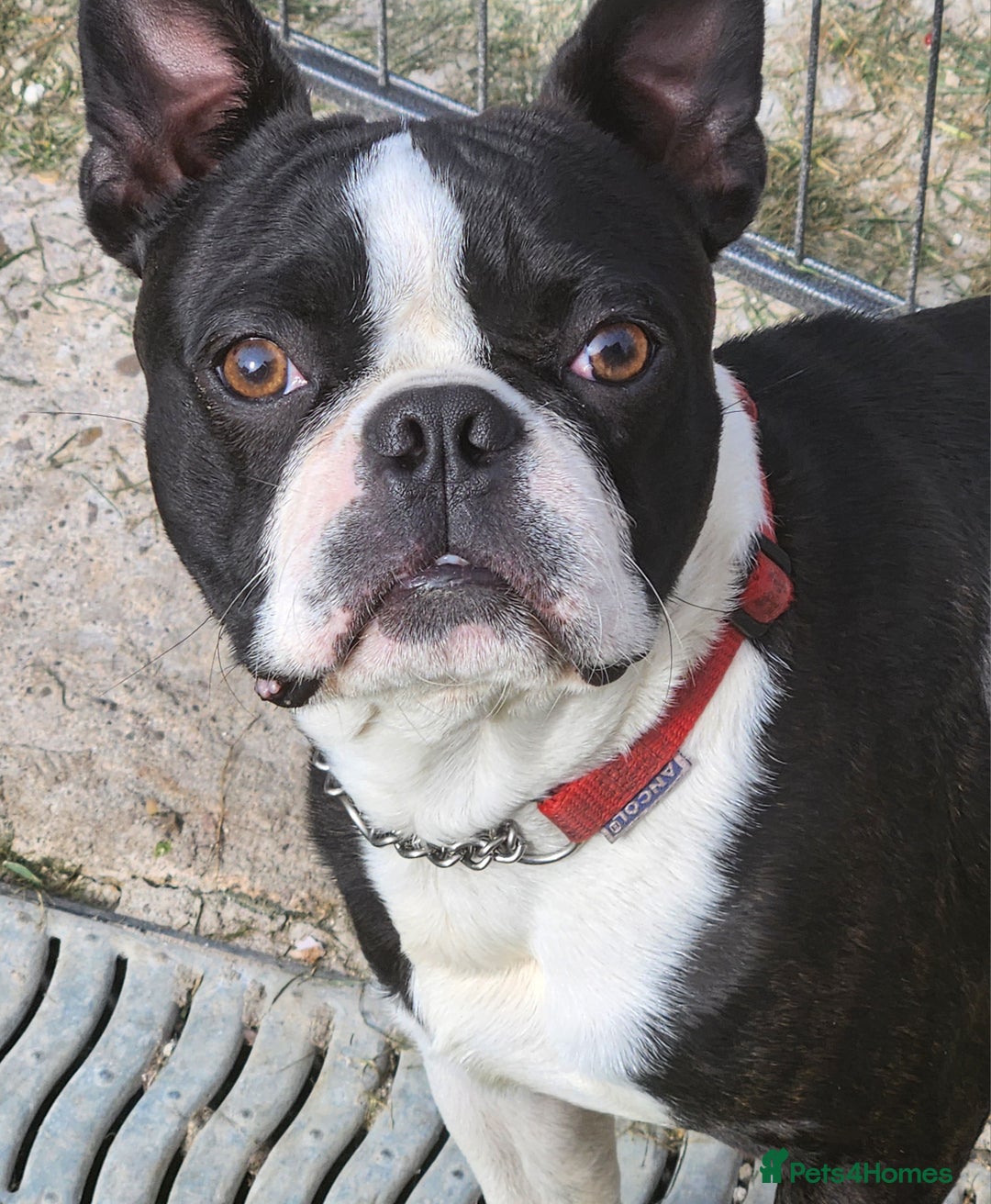 Boston Terrier dogs for stud: Stunning Proven KC Boston Terrier stud dog in Leeds - Image 6