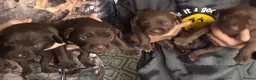 Mixed Breed dogs for sale: Mum his staffy cross boxer and dad his f1 cockapoo - Advert 11
