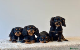 Cavalier King Charles Spaniel dogs for sale: Black & Tan Cavalier King Charles Spaniels - Advert 2