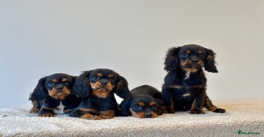 Cavalier King Charles Spaniel dogs Black & Tan Cavalier King Charles Spaniels - Advert 4