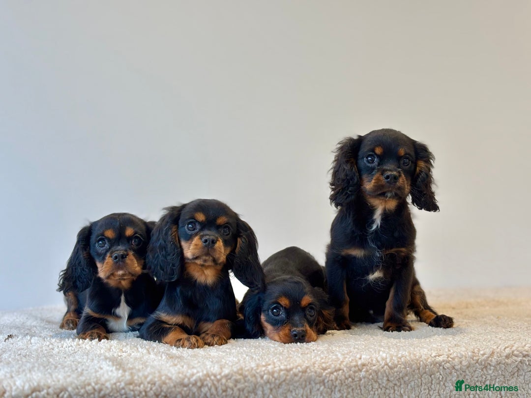 Cavalier King Charles Spaniel dogs for sale: Black & Tan Cavalier King Charles Spaniels - Advert 2