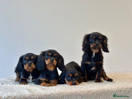 Cavalier King Charles Spaniel dogs Black & Tan Cavalier King Charles Spaniels - Advert 4